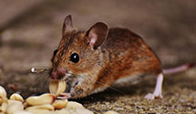 24 Hour & Emergency Exterminators in Leasburg, NC